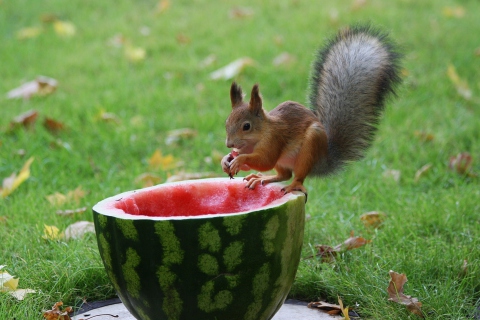Fondo de pantalla Squirrel Likes Watermelon 480x320