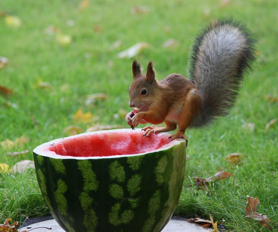 Обои Squirrel Likes Watermelon 960x800