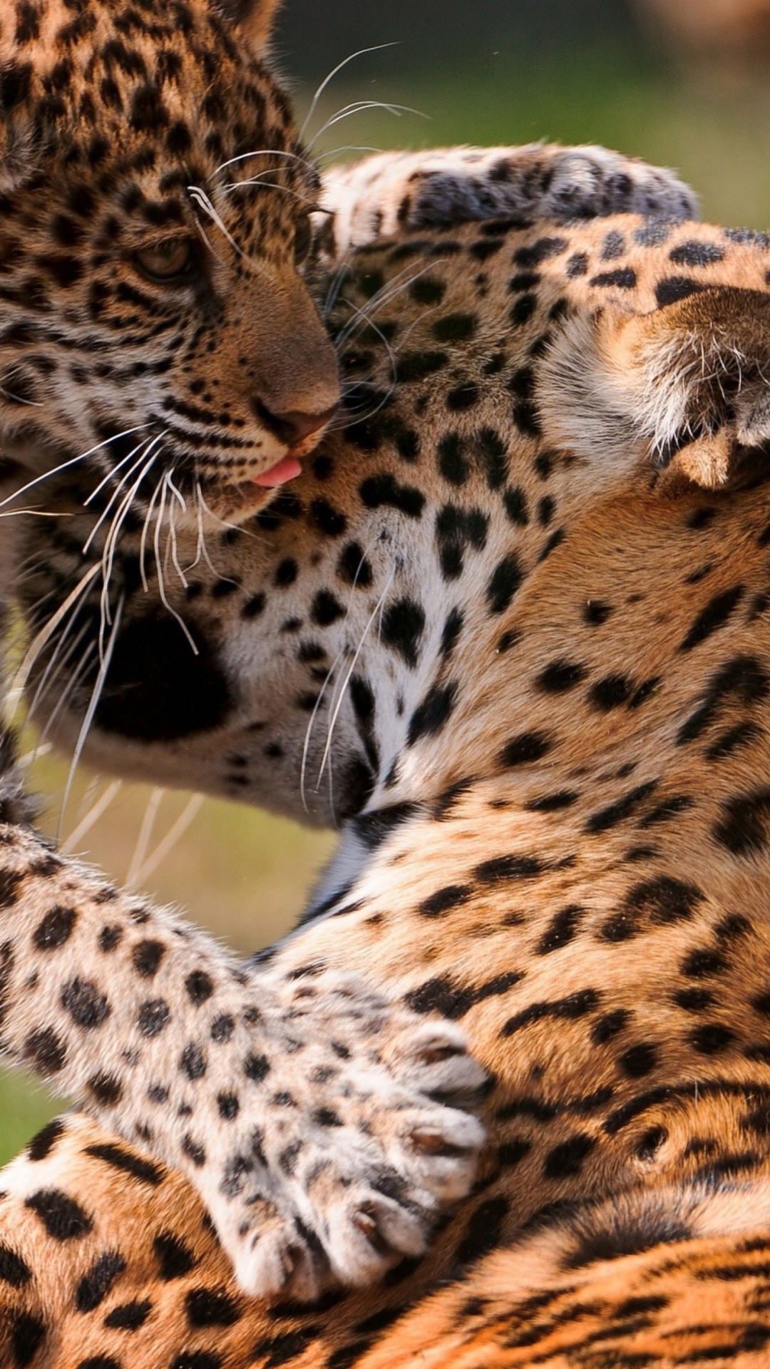 Screenshot №1 pro téma Leopard And Cub 1080x1920