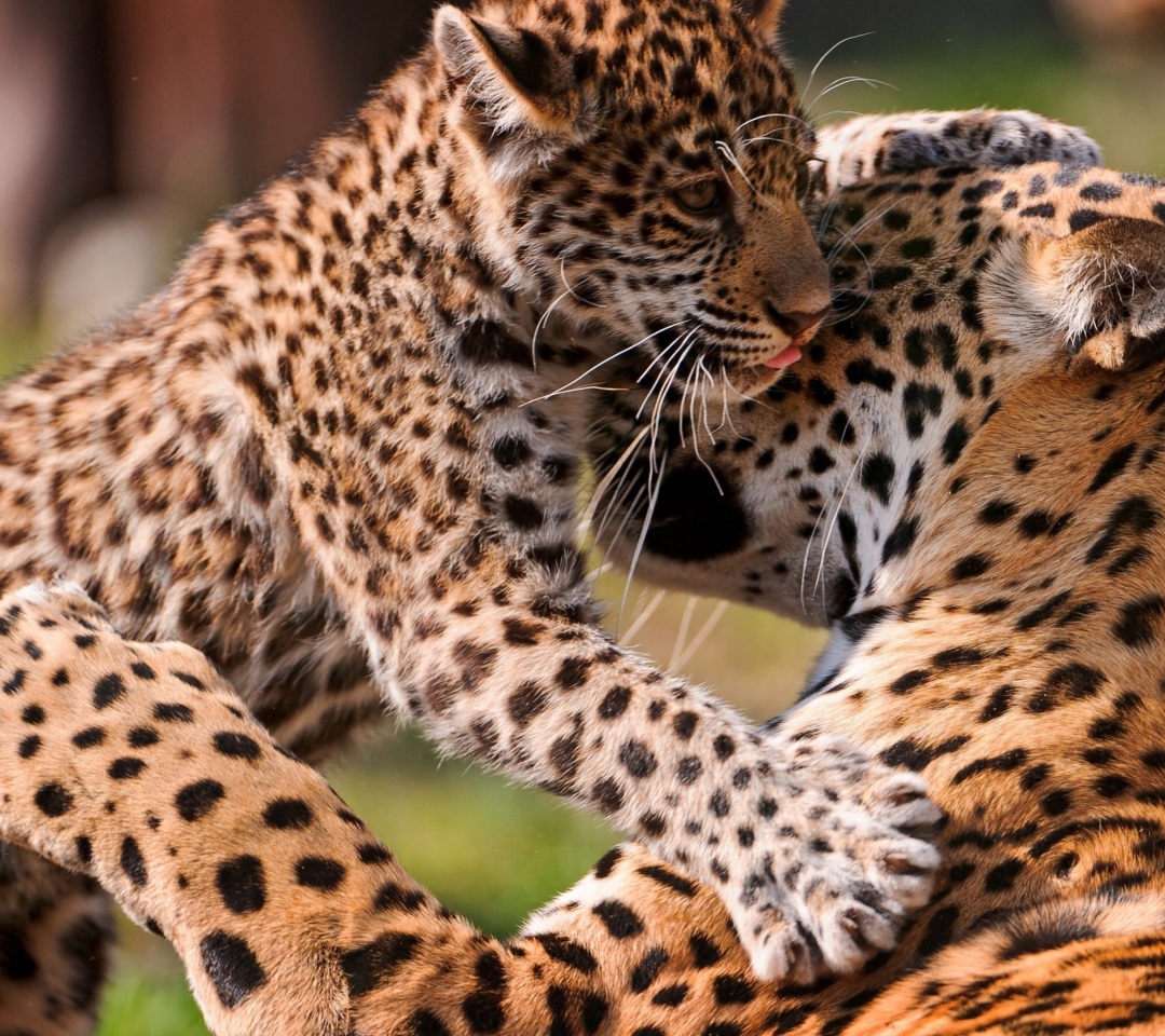Sfondi Leopard And Cub 1080x960