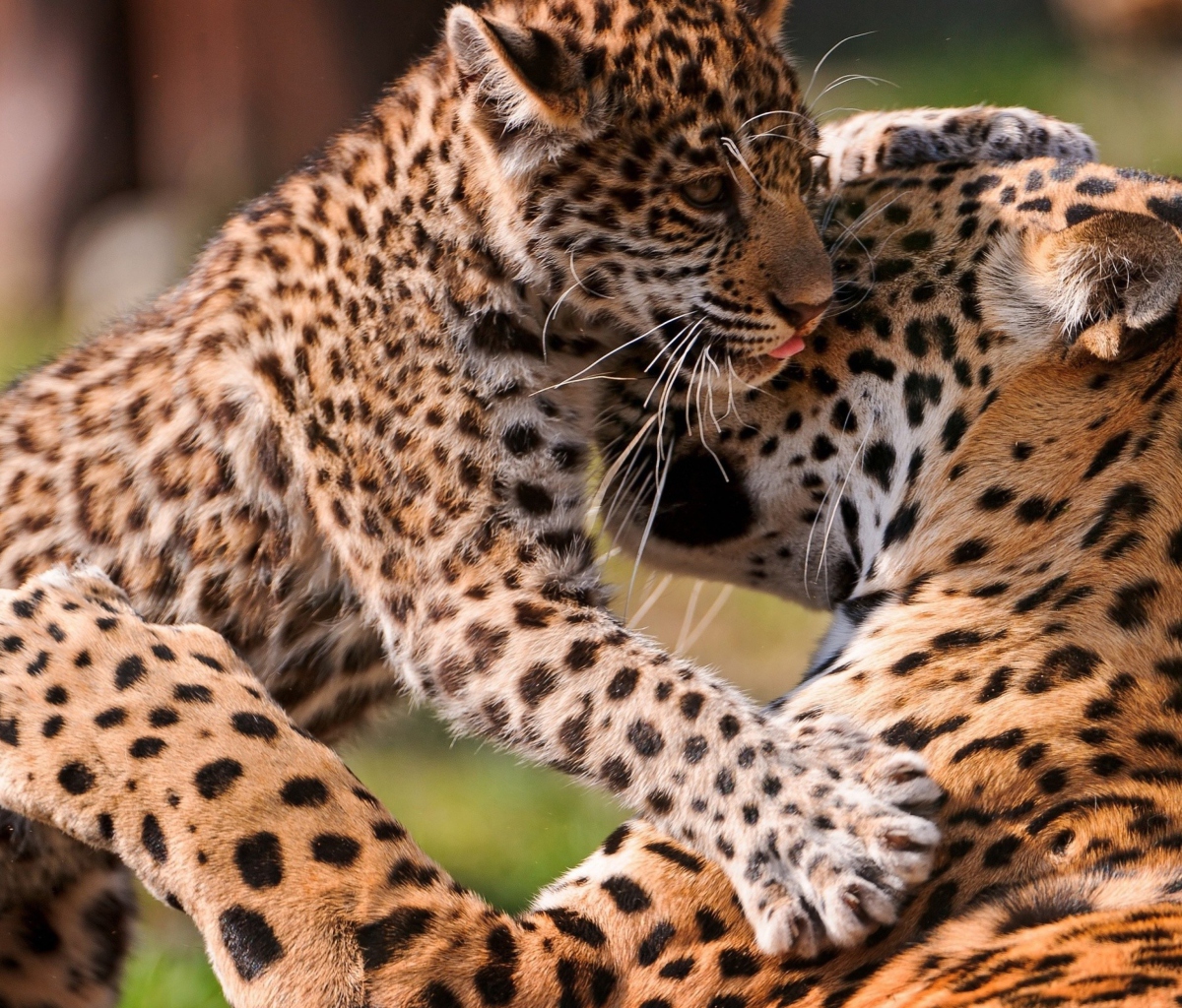 Leopard And Cub screenshot #1 1200x1024