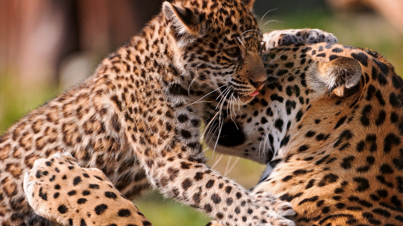 Leopard And Cub screenshot #1 1366x768