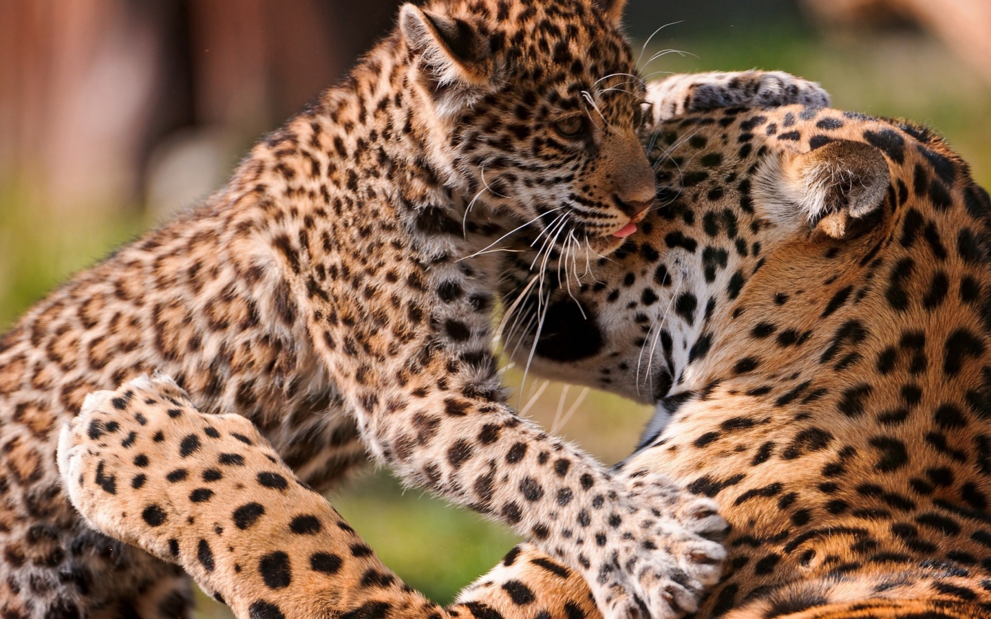 Screenshot №1 pro téma Leopard And Cub 1440x900