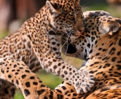 Sfondi Leopard And Cub 176x144