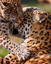 Обои Leopard And Cub 176x220