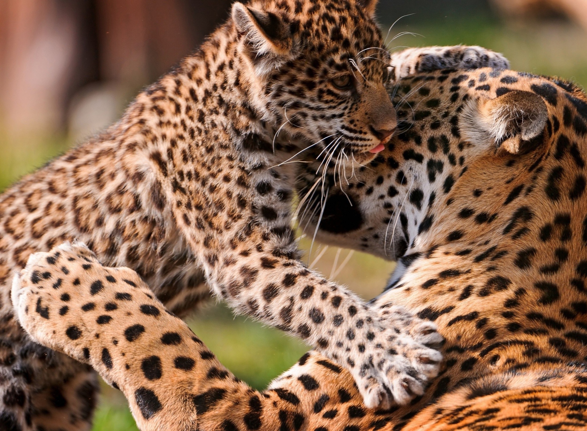 Leopard And Cub screenshot #1 1920x1408