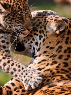 Das Leopard And Cub Wallpaper 240x320