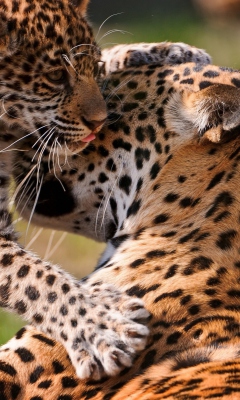 Fondo de pantalla Leopard And Cub 240x400