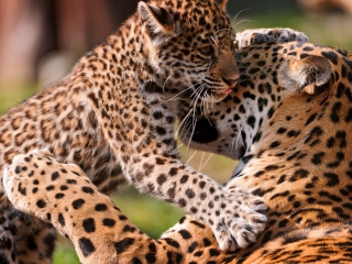 Обои Leopard And Cub 320x240