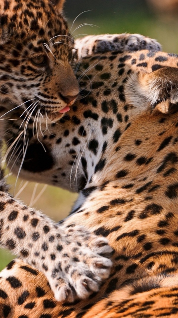 Fondo de pantalla Leopard And Cub 360x640