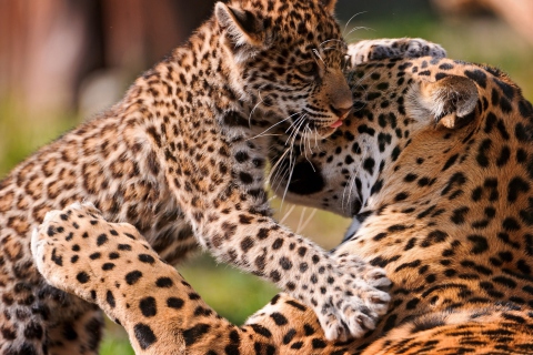 Sfondi Leopard And Cub 480x320