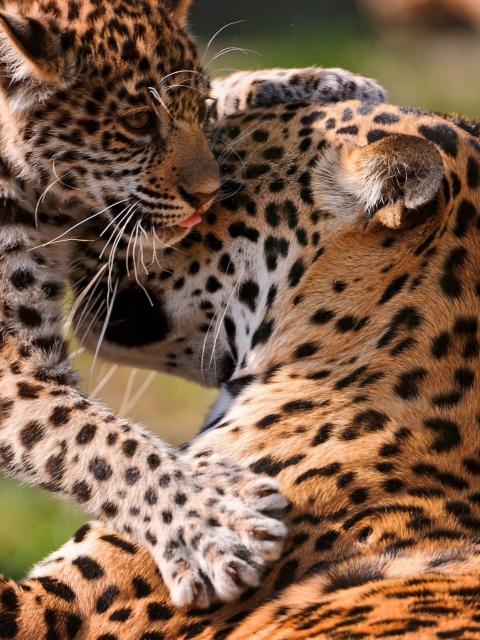 Обои Leopard And Cub 480x640