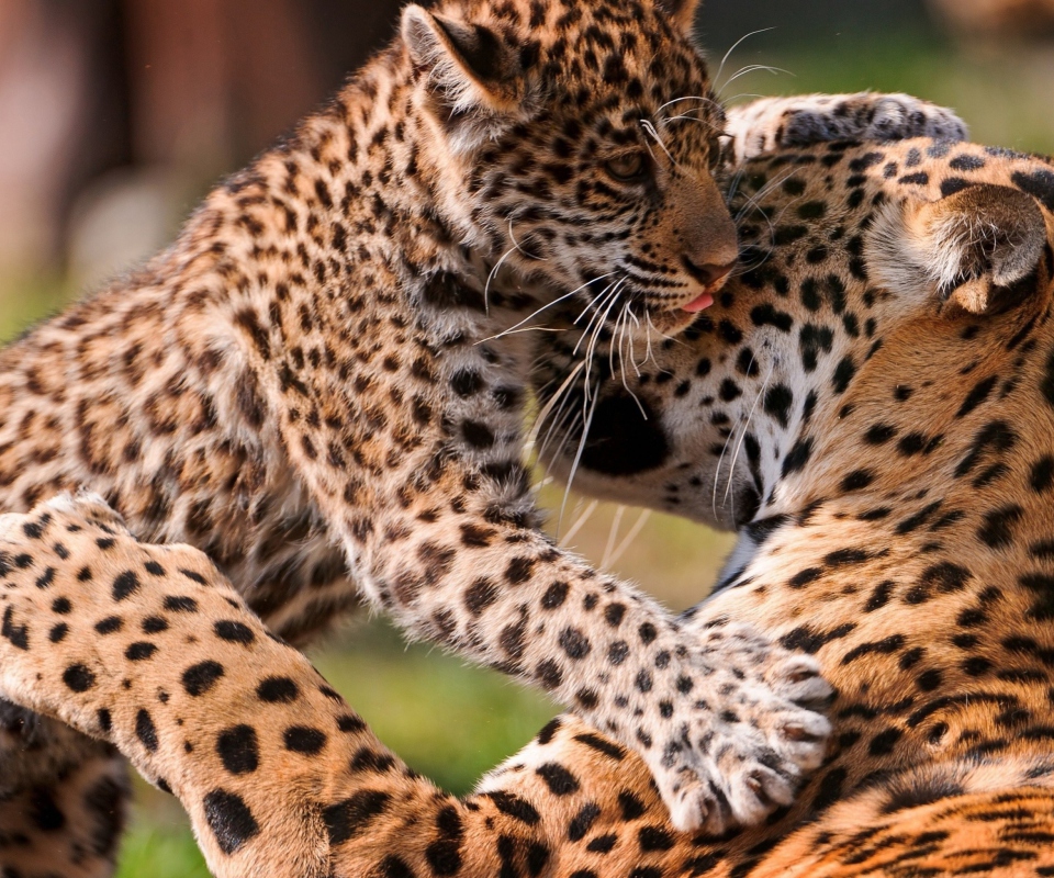 Leopard And Cub screenshot #1 960x800
