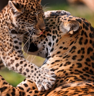 Leopard And Cub - Obrázkek zdarma pro iPad 2
