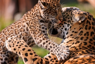 Leopard And Cub Background for Android, iPhone and iPad