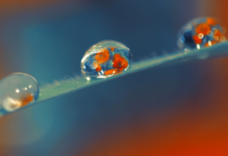 Free Artistic Dew Drop Picture for 1024x600