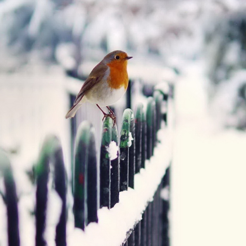 Fondo de pantalla Winter Bird 1024x1024