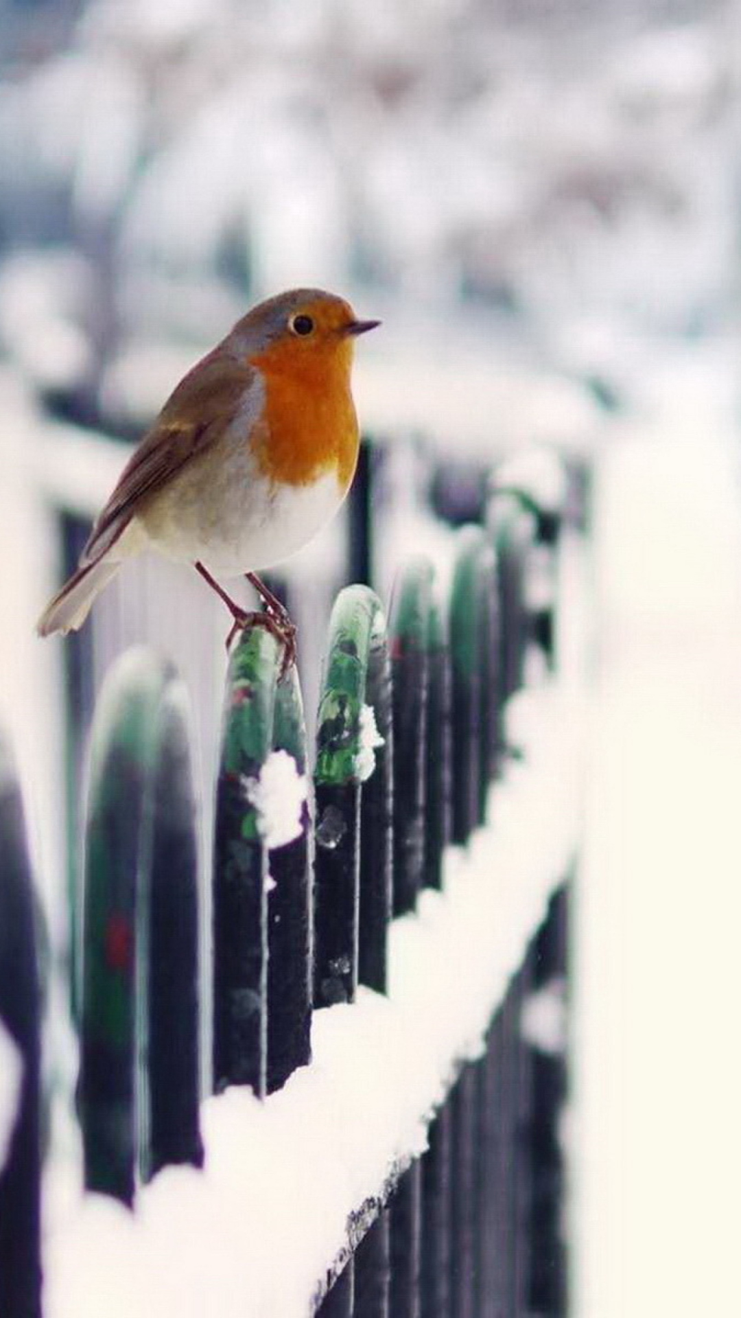 Winter Bird wallpaper 1080x1920