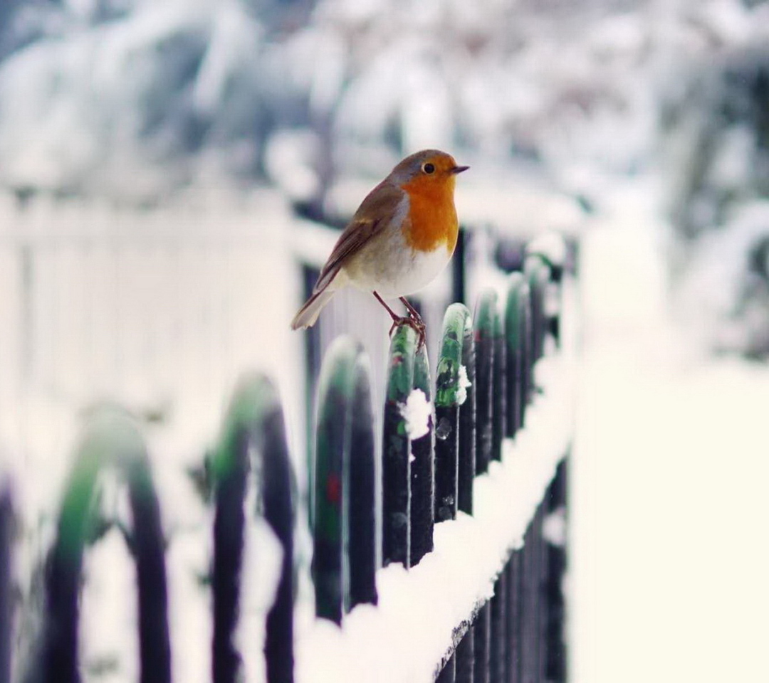 Das Winter Bird Wallpaper 1080x960