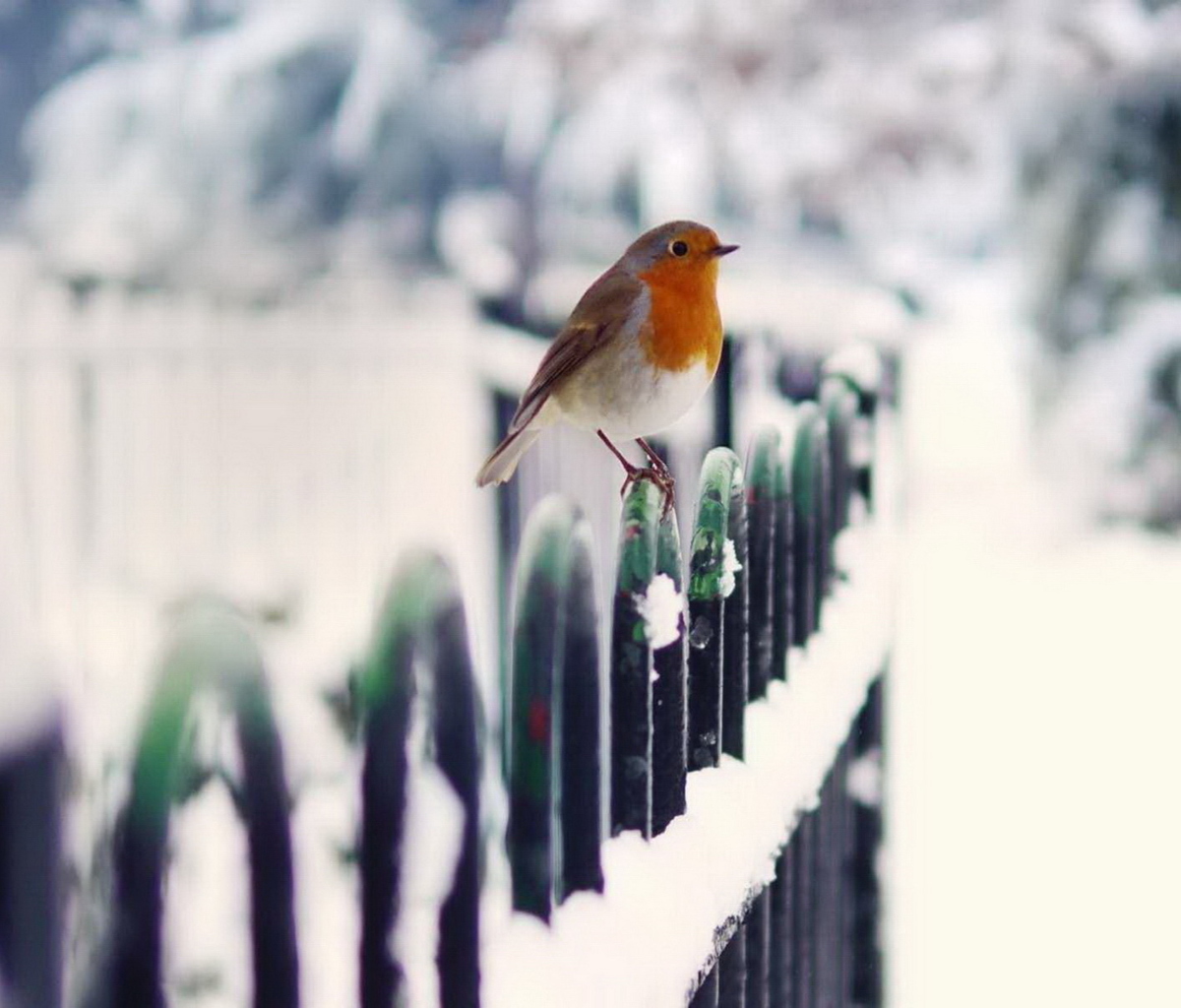 Winter Bird screenshot #1 1200x1024