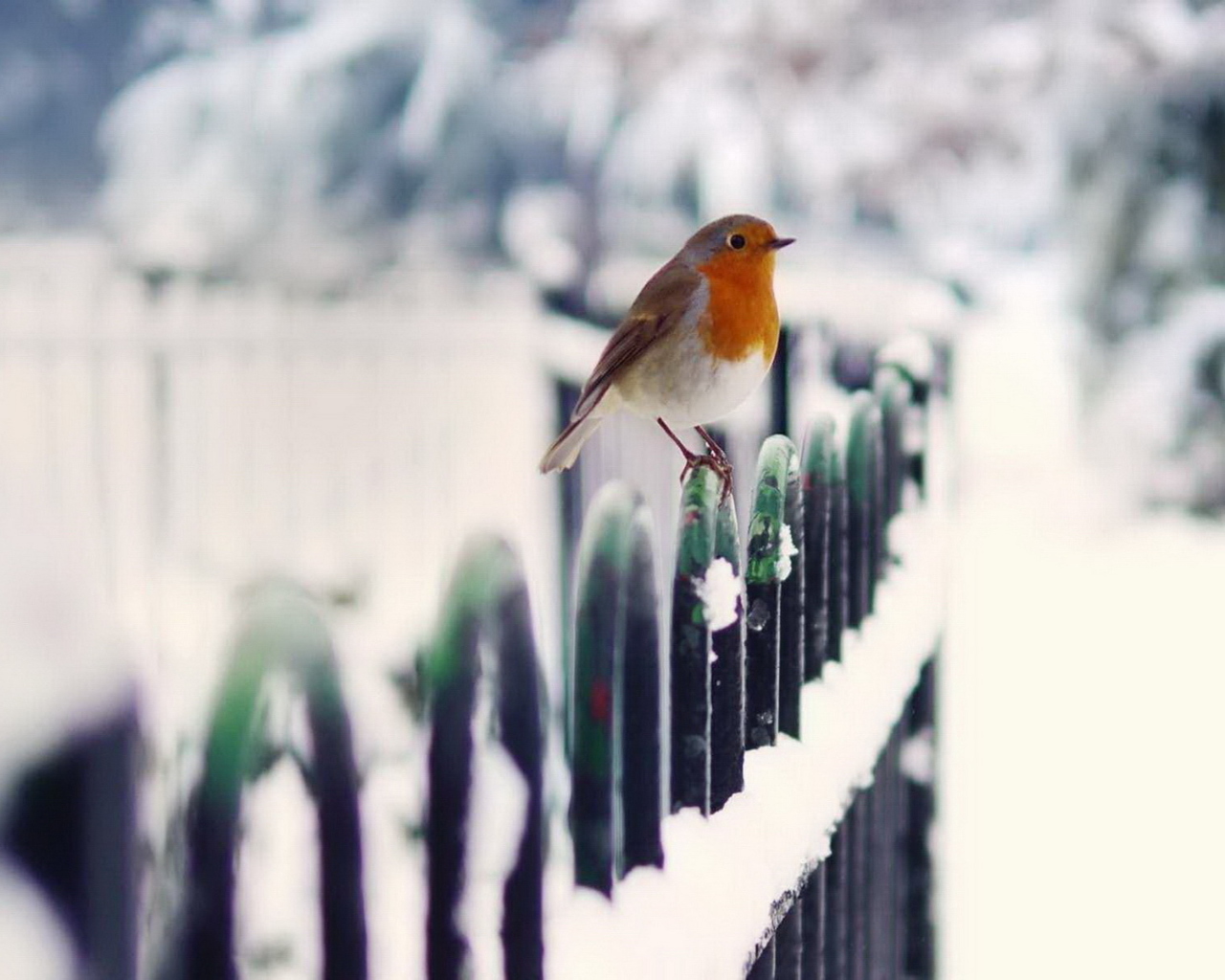 Winter Bird wallpaper 1280x1024