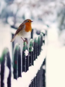 Winter Bird screenshot #1 132x176