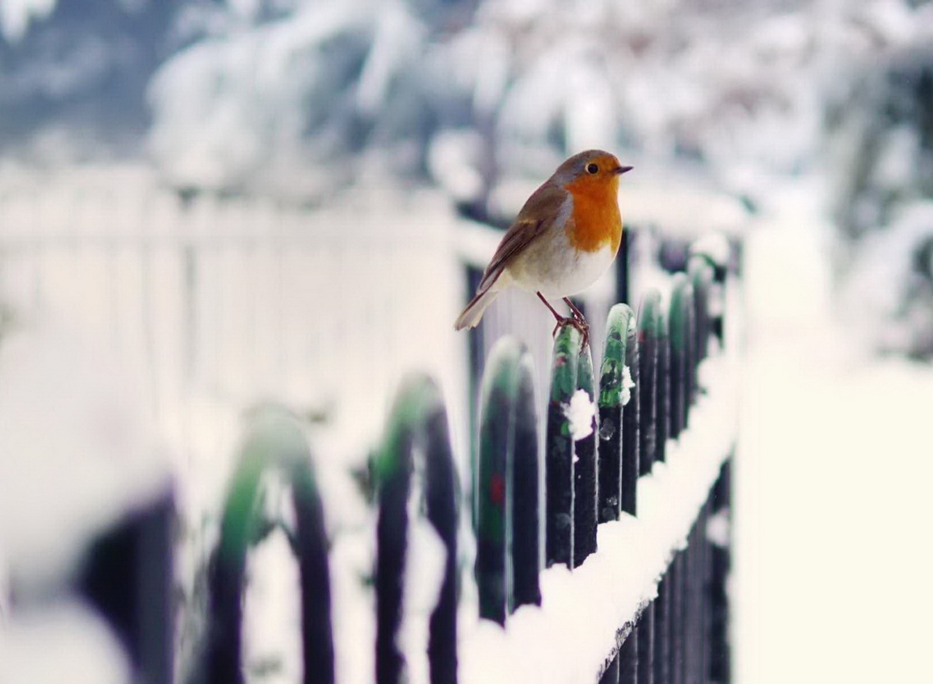 Winter Bird screenshot #1 1920x1408