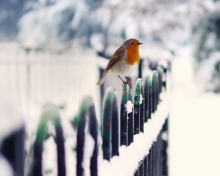 Fondo de pantalla Winter Bird 220x176