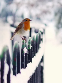 Winter Bird wallpaper 240x320