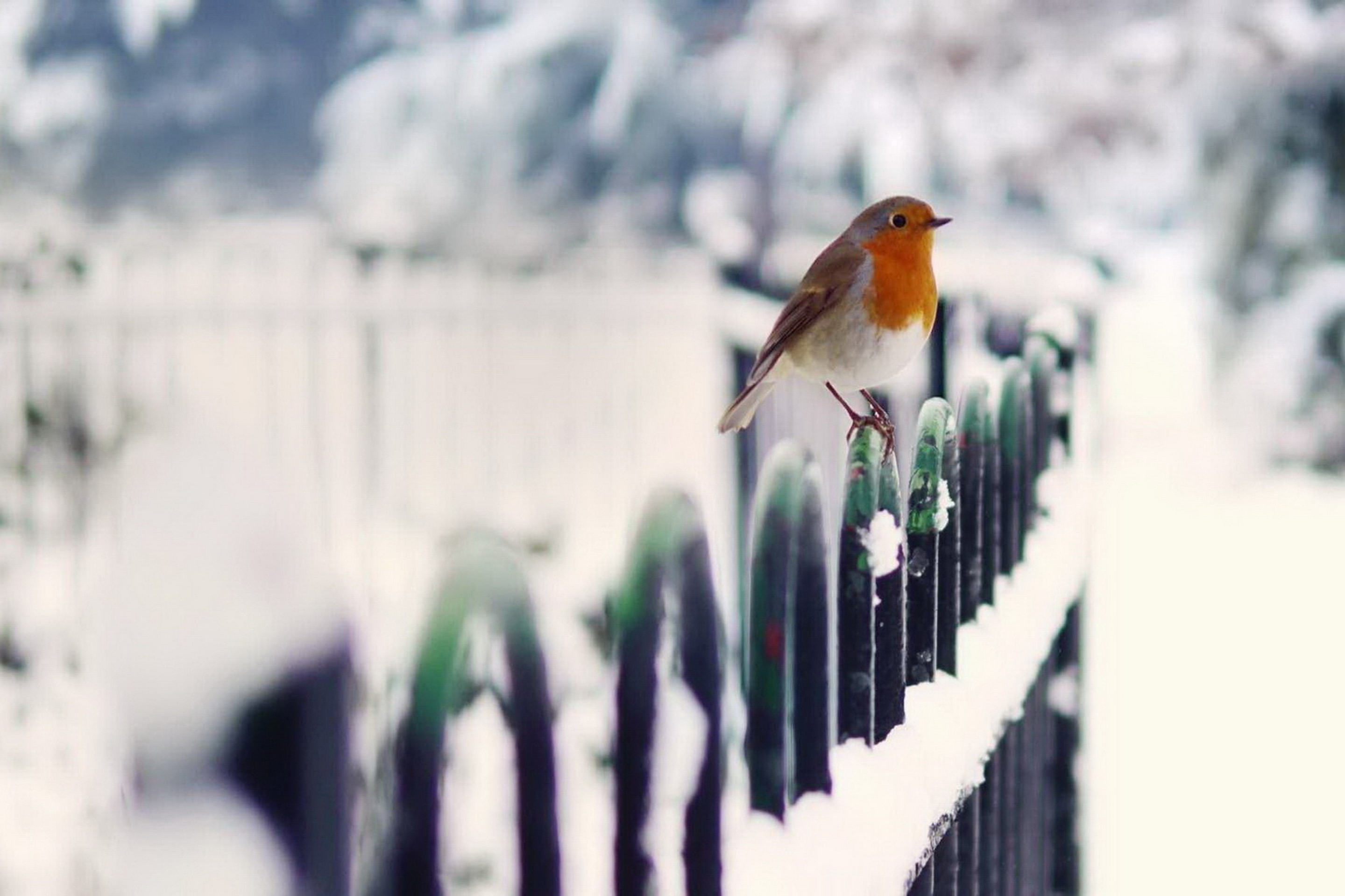 Fondo de pantalla Winter Bird 2880x1920