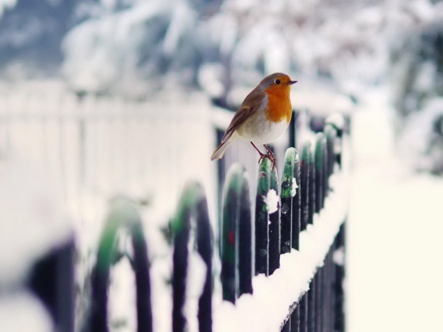 Winter Bird wallpaper 640x480
