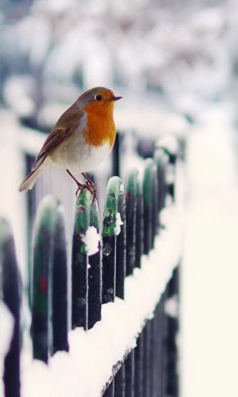 Winter Bird wallpaper 768x1280