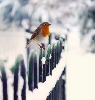Winter Bird - Obrázkek zdarma pro 1024x1024