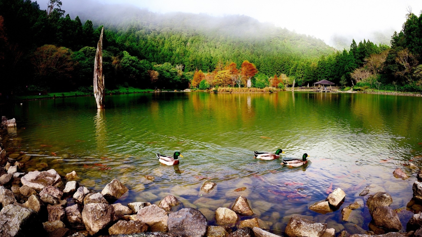 Picturesque Lake And Ducks wallpaper 1366x768