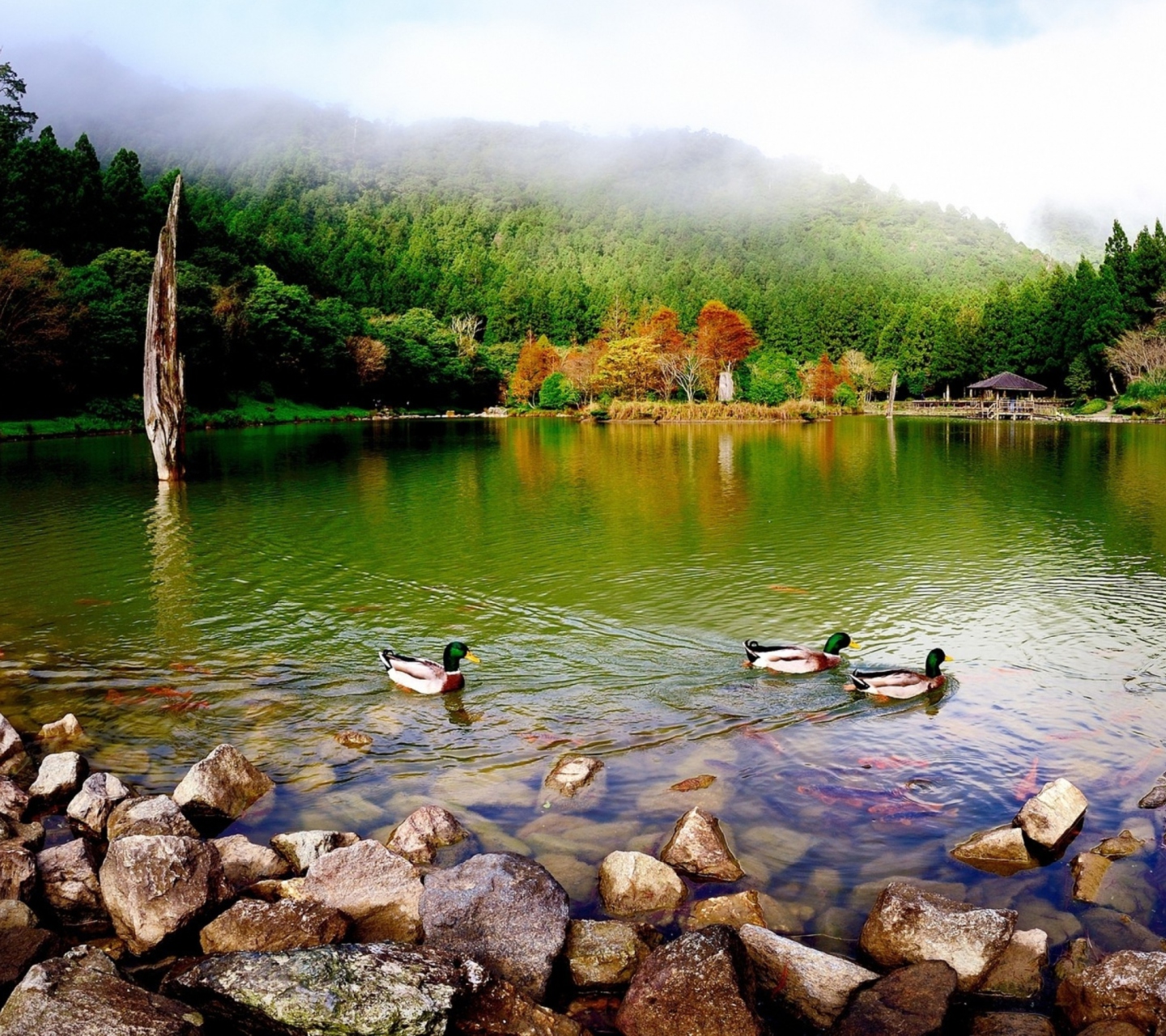 Обои Picturesque Lake And Ducks 1440x1280