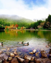 Sfondi Picturesque Lake And Ducks 176x220