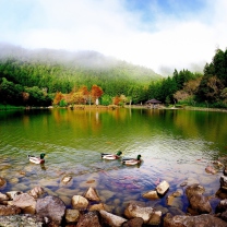 Picturesque Lake And Ducks wallpaper 208x208