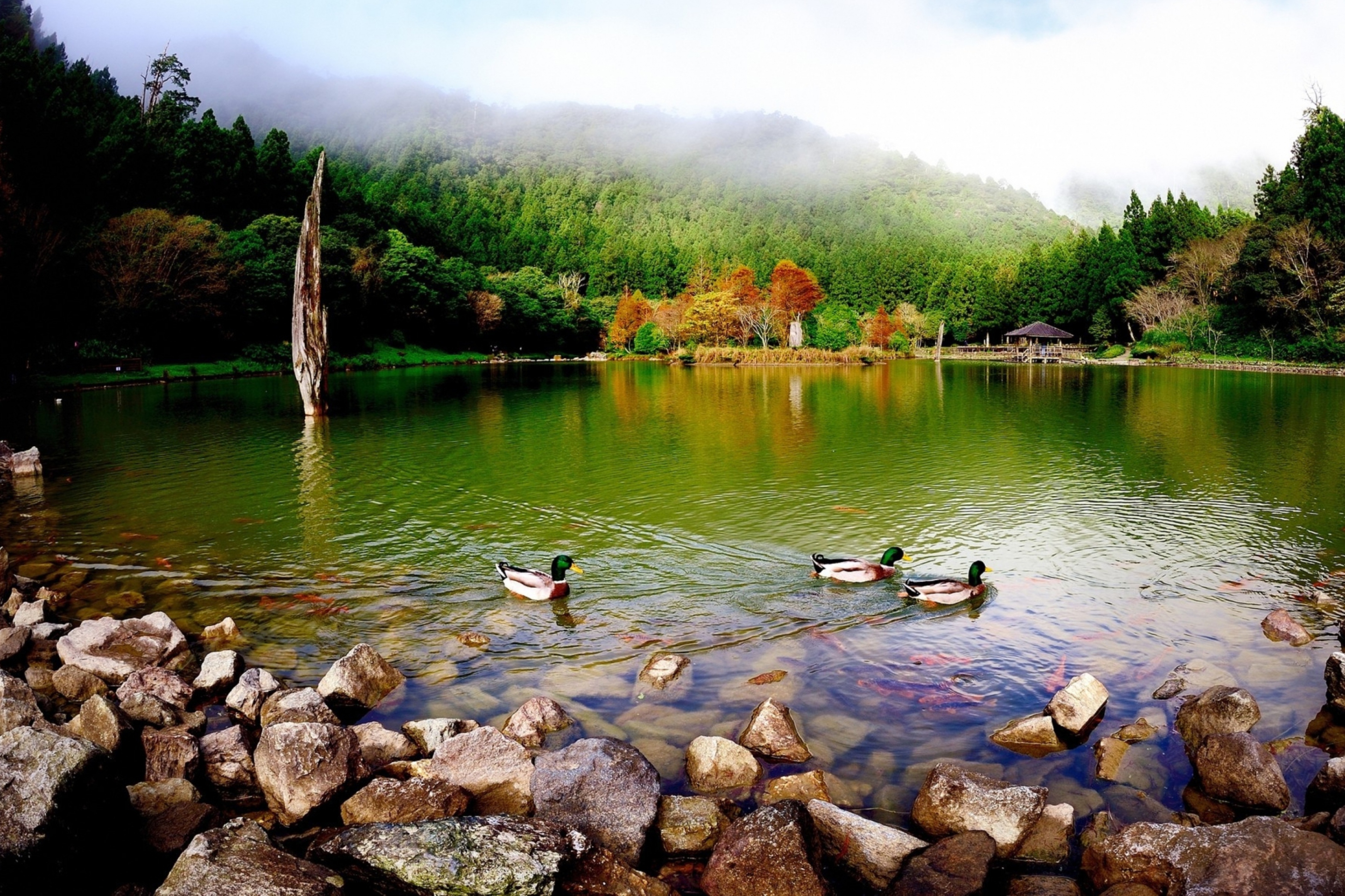Das Picturesque Lake And Ducks Wallpaper 2880x1920