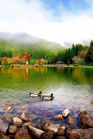 Picturesque Lake And Ducks wallpaper 320x480
