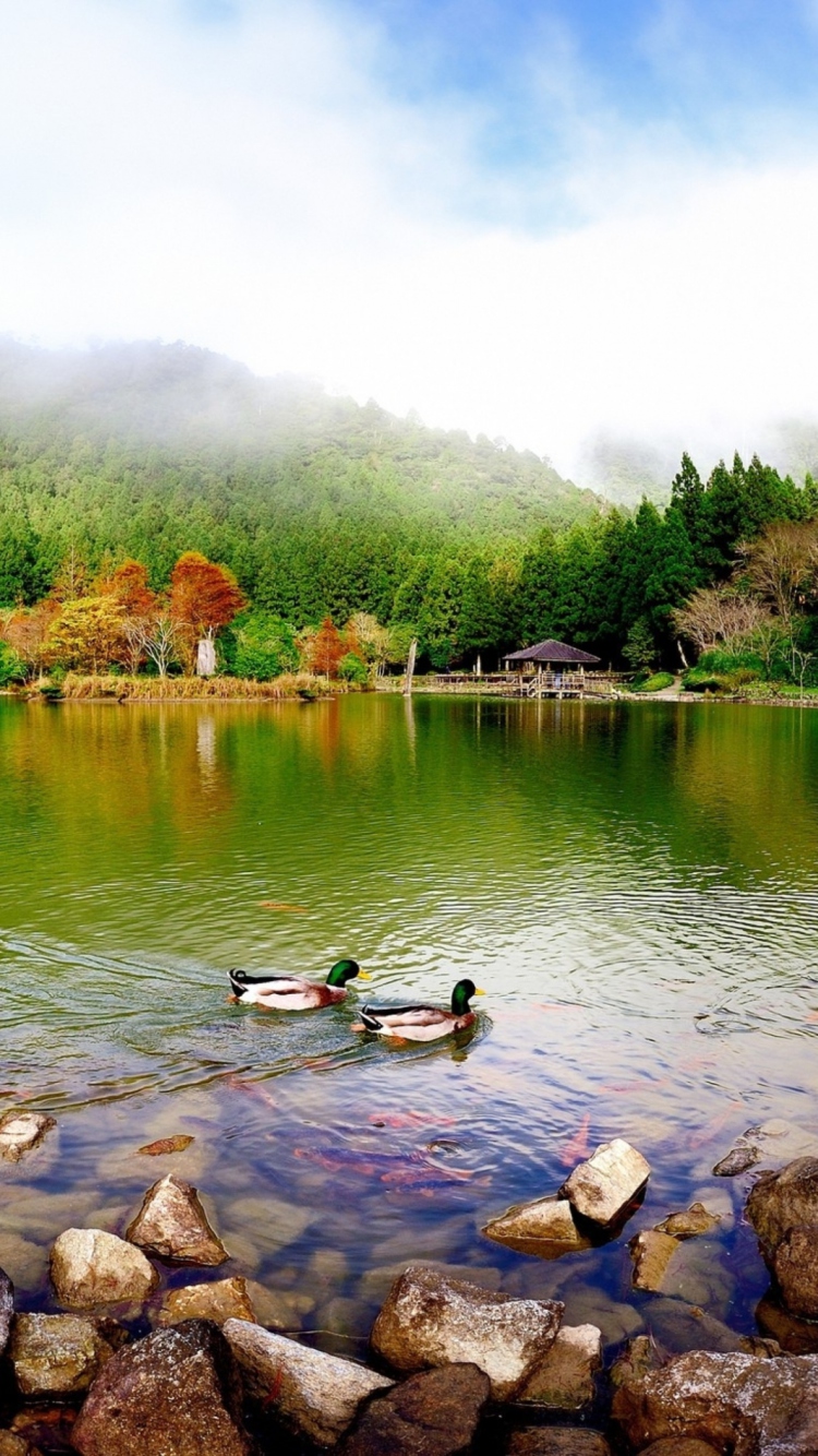 Picturesque Lake And Ducks wallpaper 750x1334