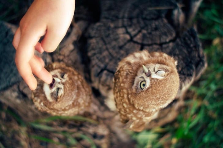Sfondi Playing With Owl