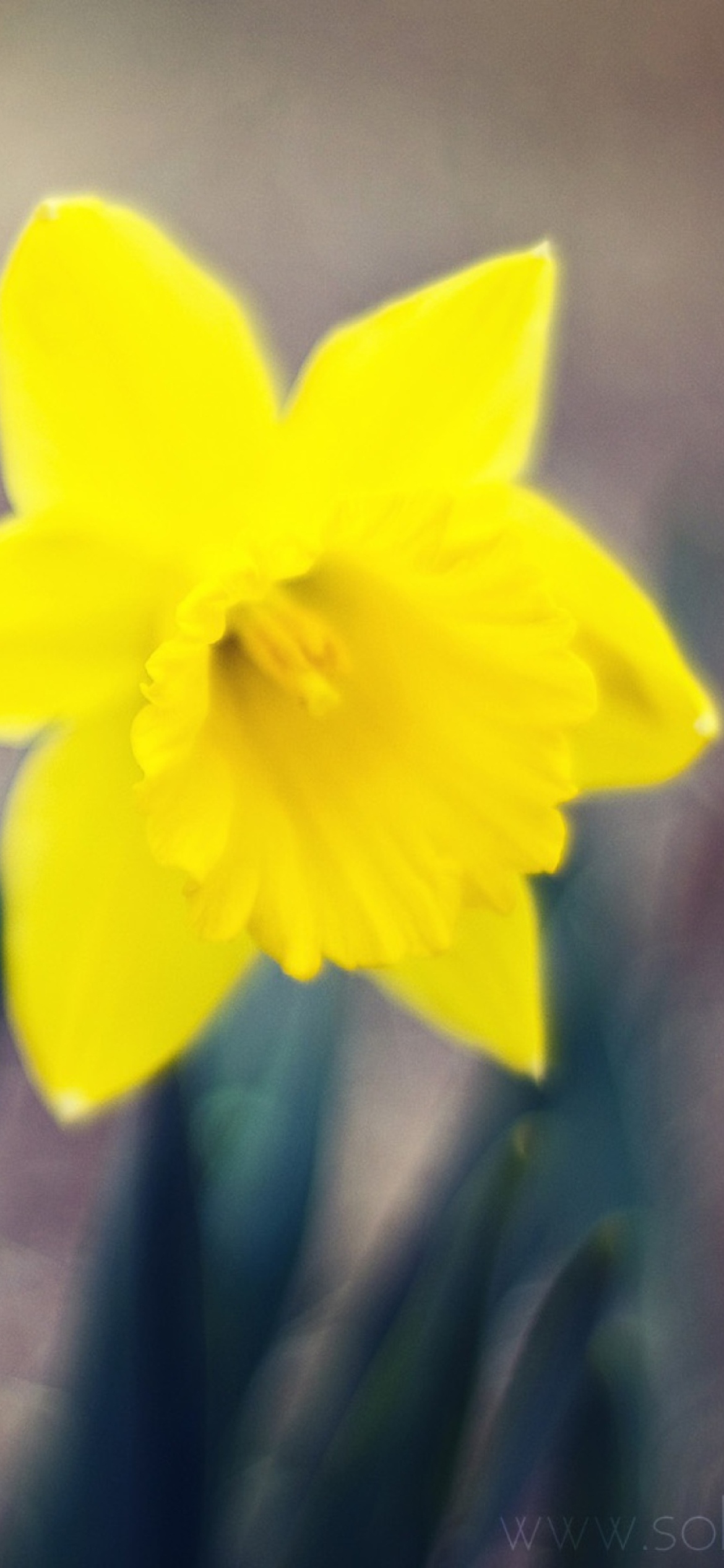 Sfondi Yellow Flower 1170x2532