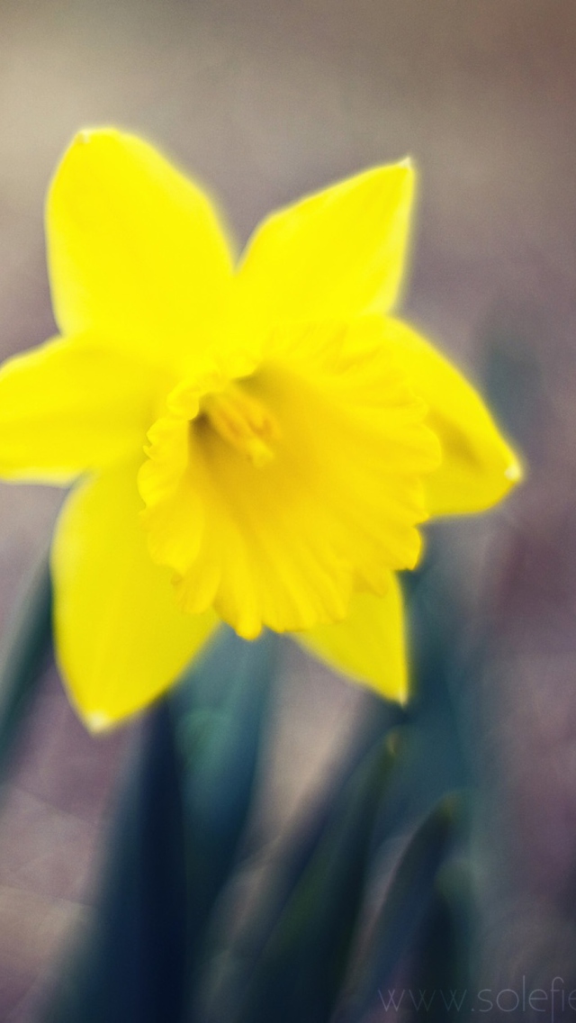 Yellow Flower wallpaper 640x1136