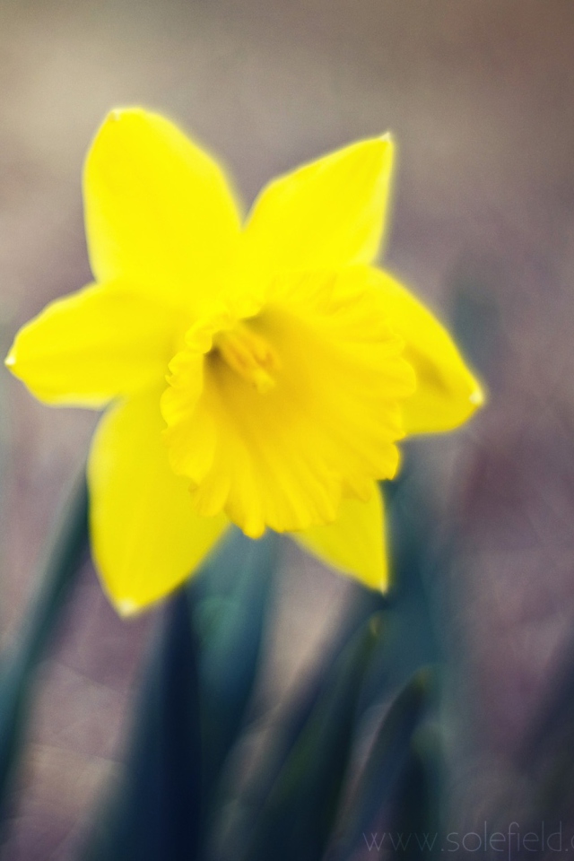 Fondo de pantalla Yellow Flower 640x960