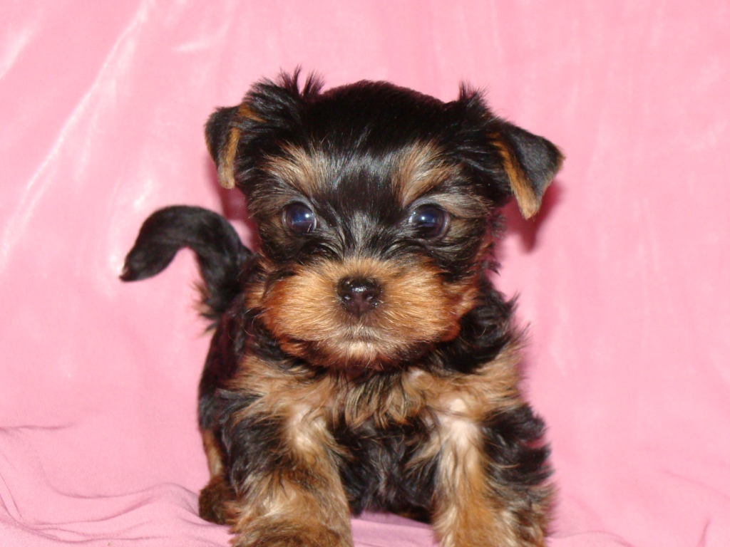 Screenshot №1 pro téma Yorkshire Terrier 1024x768