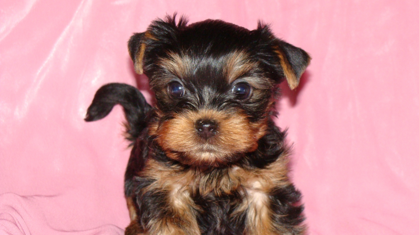 Обои Yorkshire Terrier 1366x768