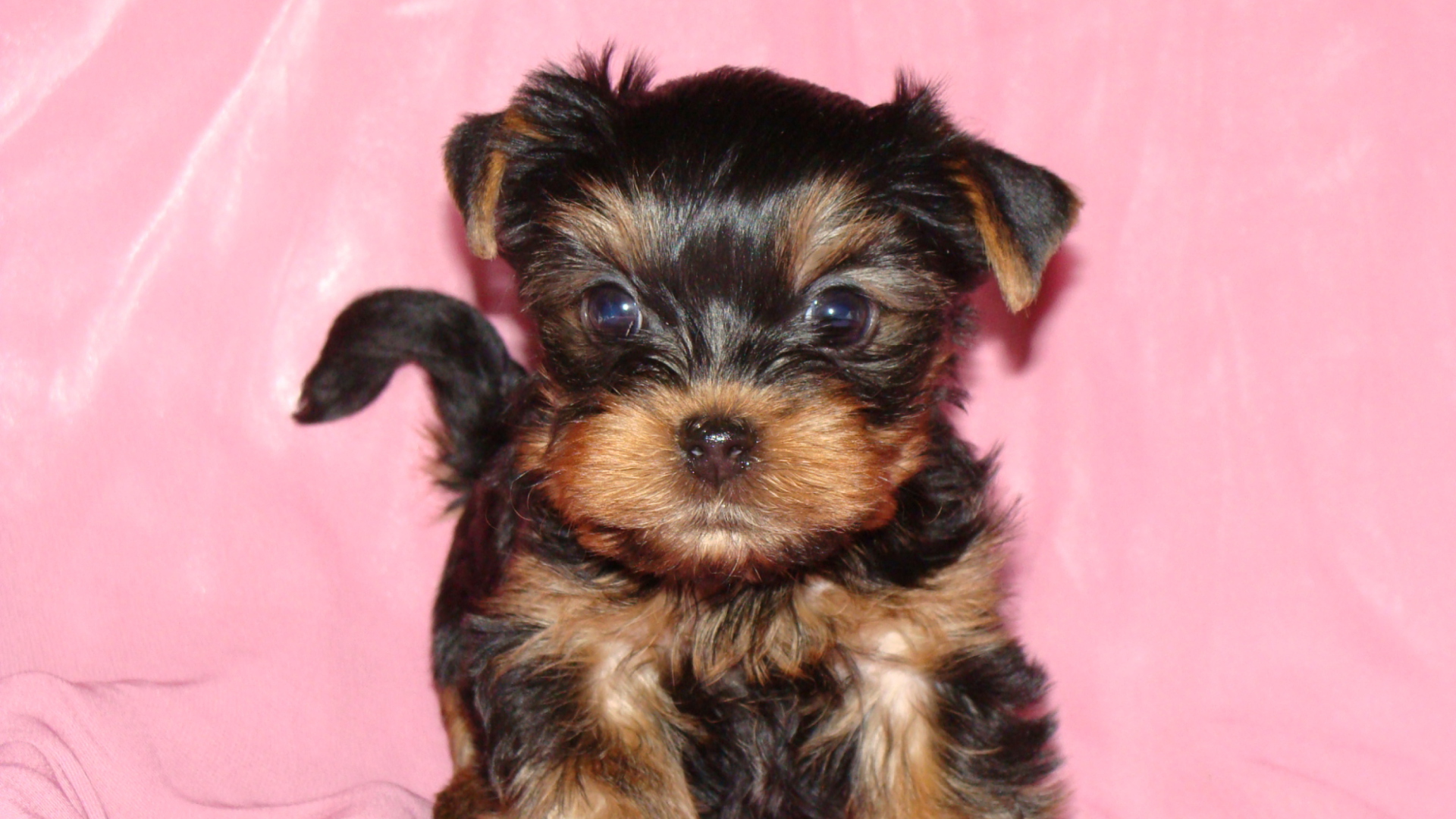 Sfondi Yorkshire Terrier 1920x1080