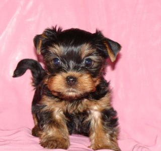 Yorkshire Terrier - Obrázkek zdarma pro 1024x1024