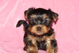 Free Yorkshire Terrier Picture for Android, iPhone and iPad