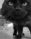 Fondo de pantalla Black Kitten 128x160